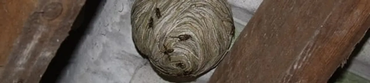 Wasp nest in an attic space, a common home infestation risk in Sterling Heights, MI