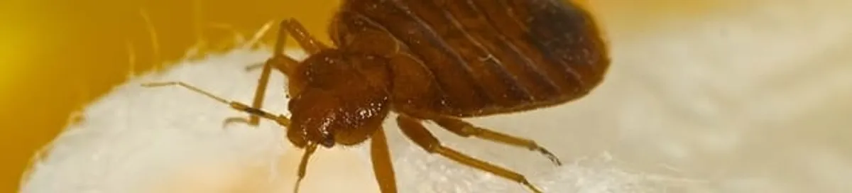 Close-up of a bed bug, a sign of an active infestation in Sterling Heights, MI