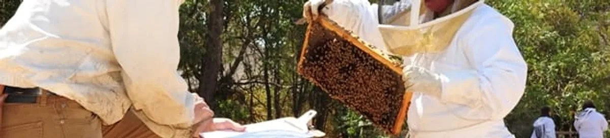 Bee removal specialists relocating a hive and honeycomb safely in Sterling Heights, MI