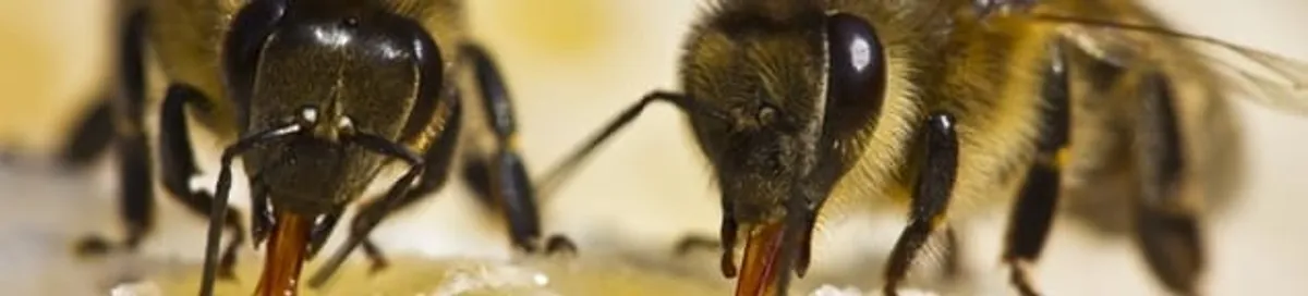 Close-up of honey bees, a sign of a nearby hive in Sterling Heights, MI