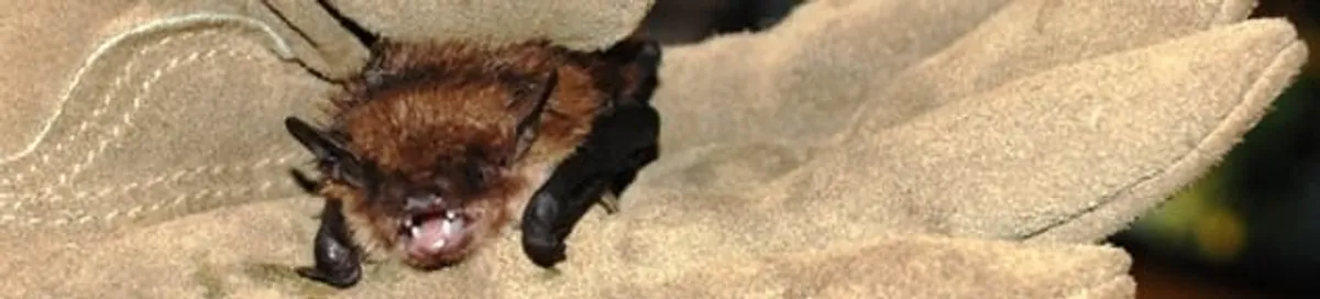 Bat removal specialist holding a bat safely during humane exclusion in Sterling Heights, MI